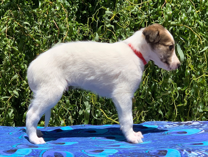 5 weeks - Boy 4 right